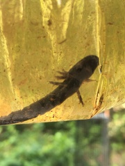Siren intermedia