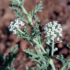 Lepidium thurberi