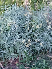 Achyrocline saturejoides