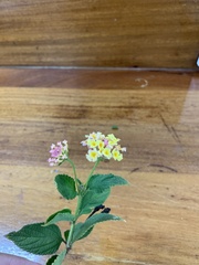 Lantana camara