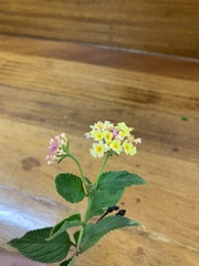Lantana camara