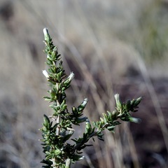 Baccharis pteronioides