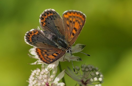 Purple-edged Copper