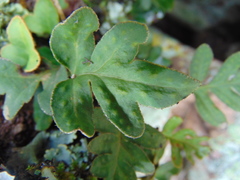 Pleopeltis thyssanolepis