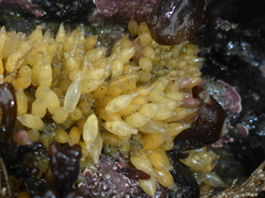 Ocenebrinae