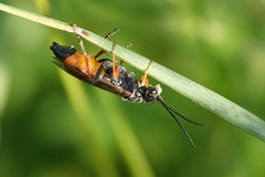 Tenthredopsis scutellaris