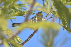 Setophaga coronata auduboni
