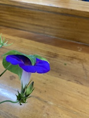 Ipomoea indica