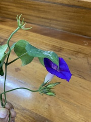 Ipomoea indica