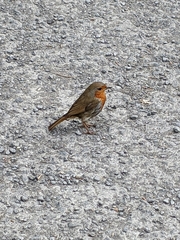 Erithacus rubecula