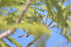 Setophaga coronata auduboni