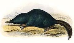 Japanese Shrew Mole photo 2