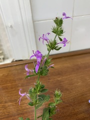 Hypoestes aristata