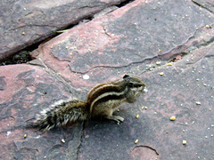 Funambulus pennantii