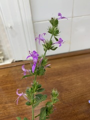 Hypoestes aristata