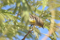 Setophaga coronata auduboni