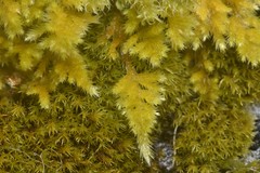Homalothecium aureum