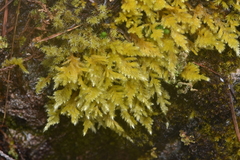 Homalothecium aureum