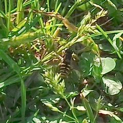 Syrphidae