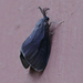 Negrita Bagworm Moth - Photo (c) Monica Krancevic, some rights reserved (CC BY-NC), uploaded by Monica Krancevic