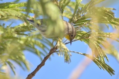 Setophaga coronata auduboni