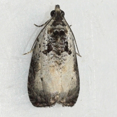 Olethreutes malana