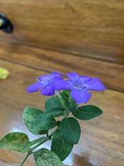 Barleria obtusa