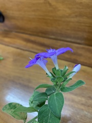 Barleria obtusa