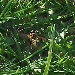 Syrphidae