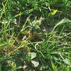 Syrphidae