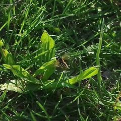 Syrphidae