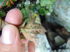Pleopeltis thyssanolepis
