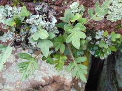 Pleopeltis thyssanolepis