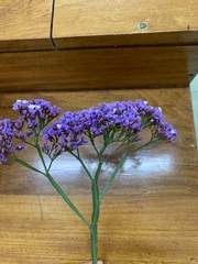 Limonium perezii