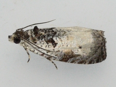 Olethreutes malana