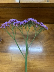 Limonium perezii