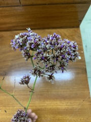 Limonium perezii