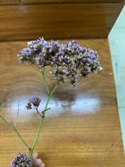 Limonium perezii
