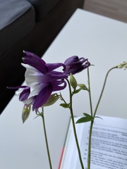 Aquilegia vulgaris