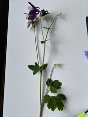 Aquilegia vulgaris