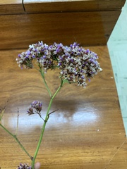 Limonium perezii
