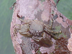 Petrolisthes manimaculis