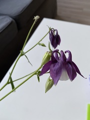 Aquilegia vulgaris