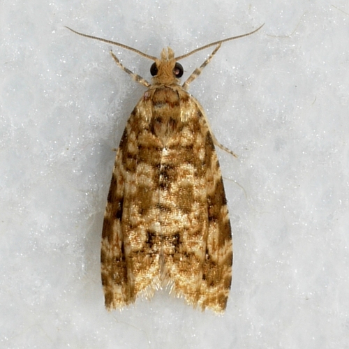Buckeye Olethreutes
