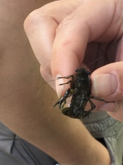 Procambarus spiculifer