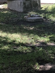 Pitangus sulphuratus