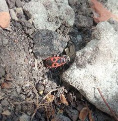 Pyrrhocoris apterus