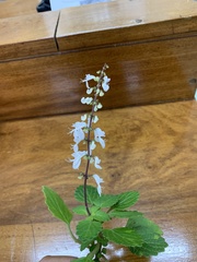 Coleus madagascariensis
