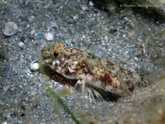 Spottail Goby photo 2