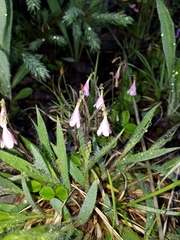 Linnaea borealis longiflora